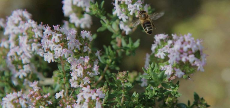 thyme fleur 1 1170x550 1
